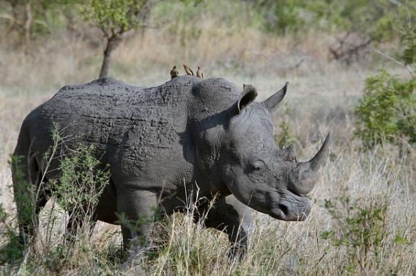 Rhinoceros - Origin of Unicorns
